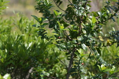 Rhamnus prinoides