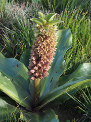 Eucomis autumnalis