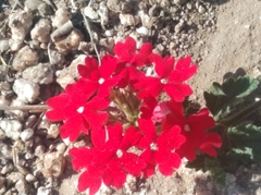 Glandularia peruviana