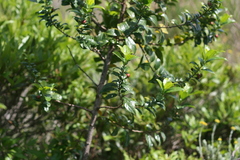 Rhamnus prinoides