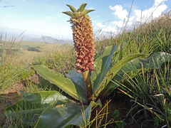 Eucomis autumnalis