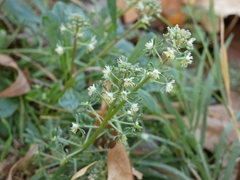 Reseda phyteuma