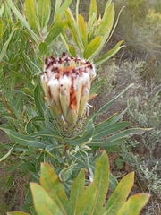 Protea burchellii × laurifolia