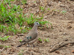 Turtur chalcospilos