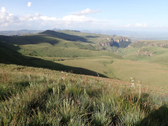 Moraea brevistyla