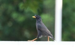 Acridotheres grandis