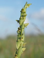 Habenaria laevigata