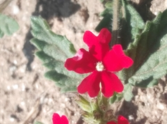 Glandularia peruviana