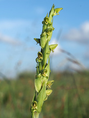 Habenaria laevigata