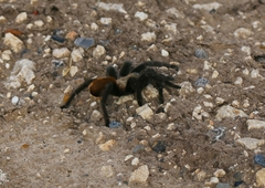 Aphonopelma anax