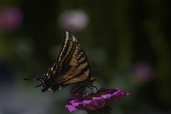 Papilio multicaudata multicaudata