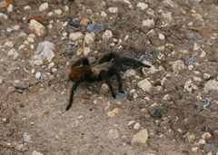 Aphonopelma anax