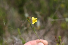 Linum africanum