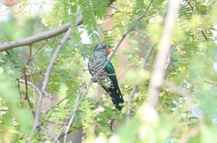 Chrysococcyx maculatus