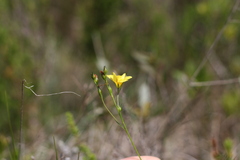Linum africanum