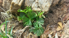 Actiniopteris radiata