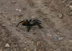 Aphonopelma anax