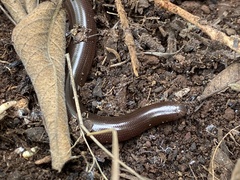 Afrotyphlops bibronii