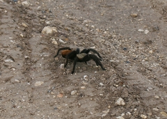 Aphonopelma anax