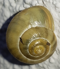 Cepaea hortensis