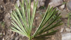 Actiniopteris radiata