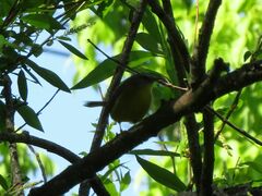 Basileuterus culicivorus