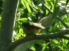 Basileuterus culicivorus
