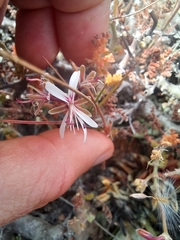 Pelargonium alternans