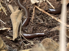Afrotyphlops bibronii