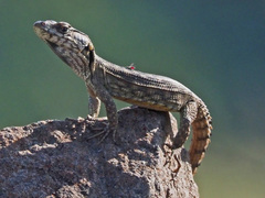 Pseudocordylus subviridis