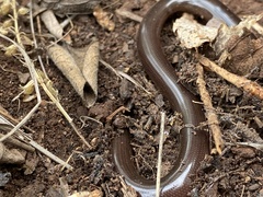 Afrotyphlops bibronii