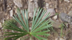 Actiniopteris radiata