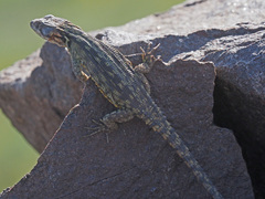Pseudocordylus subviridis