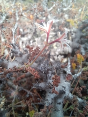 Pelargonium alternans