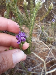 Aspalathus cephalotes