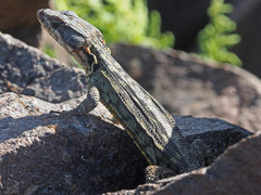 Pseudocordylus subviridis