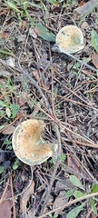 Lactarius sanguifluus