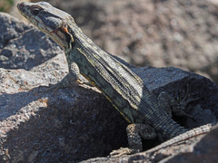 Pseudocordylus subviridis
