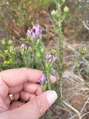 Aspalathus cephalotes