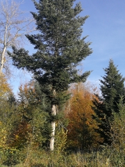 Abies alba