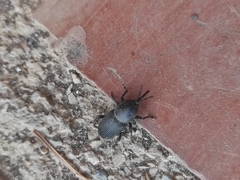 Scyphophorus acupunctatus