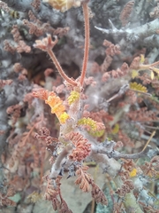 Pelargonium alternans