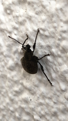 Otiorhynchus sulcatus