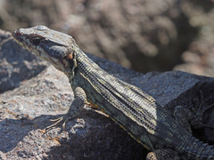 Pseudocordylus subviridis