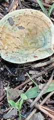 Lactarius sanguifluus