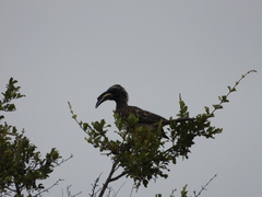Lophoceros nasutus