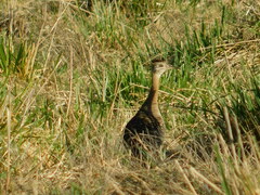 Rhynchotus rufescens