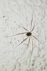 Opilio saxatilis