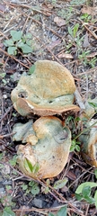 Lactarius sanguifluus