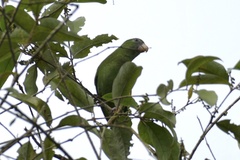 Brotogeris versicolurus